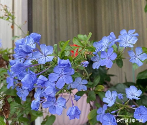 蓝雪花：38℃高温开成蓝色瀑布