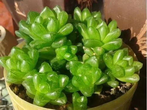 草玉露浇水方法介绍，如何根据生长阶段调整浇水频率