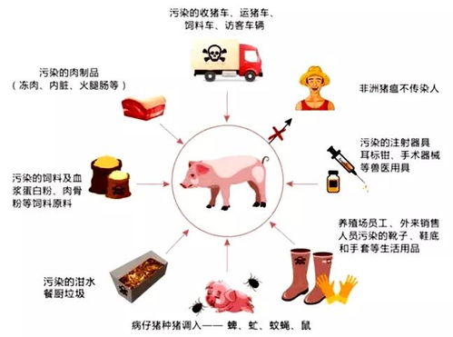非瘟防控难，五层防护闭环Neng否堵住猪场防疫漏洞？