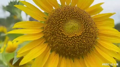 向日葵的花语是什么？它在爱情、友情和生活中分别代表着怎样的寓意呢