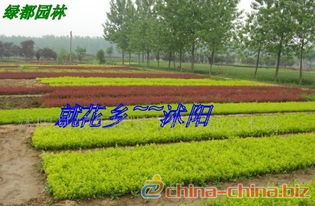 2024年种植哪种树苗在花卉苗木出口市场前景kan好？