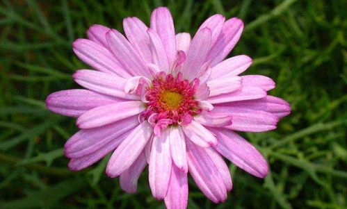 玛格丽特菊花喜光照，耐旱