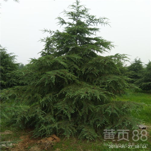 雪松的品种介绍