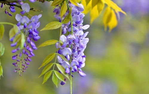 紫藤花苞的颜色