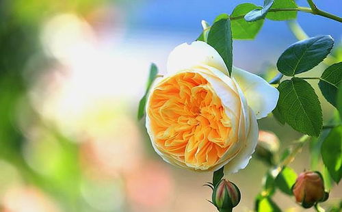 夏季高温对月季花的影响