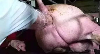 母猪难产预防与解决策略