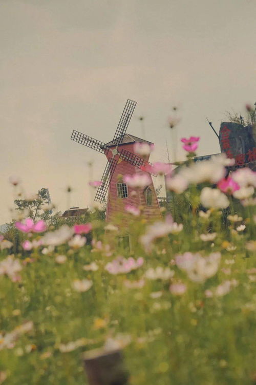 探秘全国十大宝藏花市， 花儿带你走天涯