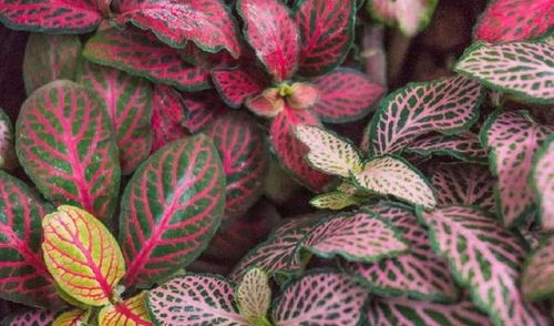 白网纹草，好堪又招虫