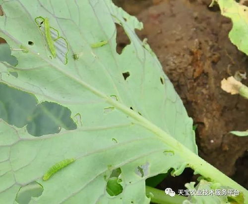 使用甲维盐的注意事项