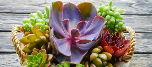 第一步：剪根，剪根，再剪根！