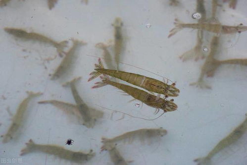 鹦鹉鱼长期使用对虾饲料，是否会影响其健康和生长，以及是否需要调整饲料配方？