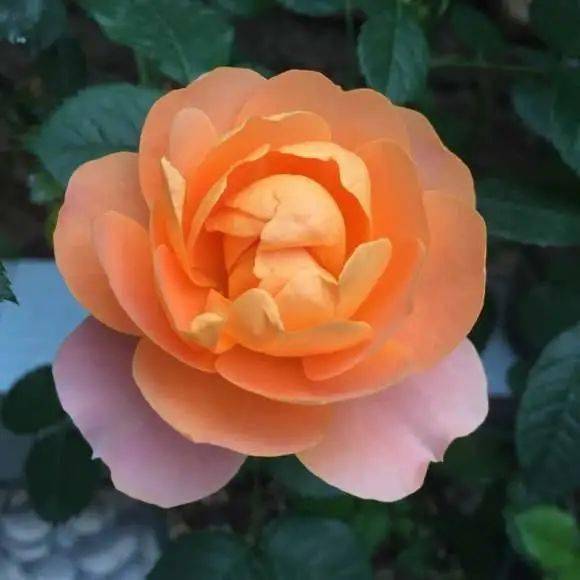 我的月季之旅：姬乙女、 公爵夫人、果汁阳台和仙路