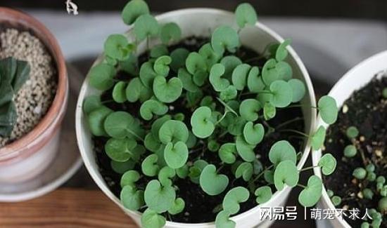 花草养护小记：阳光、 水与土的协奏曲