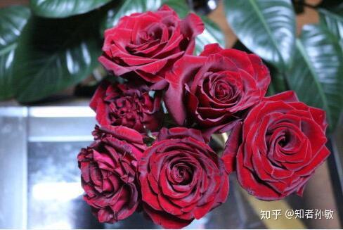 云南鲜花哪里买？正宗产地直供