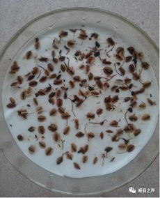 温水浸泡，种子发芽的秘密武器