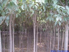 一、修剪是减少蒸腾，提高大树移植成活率的关键措施。