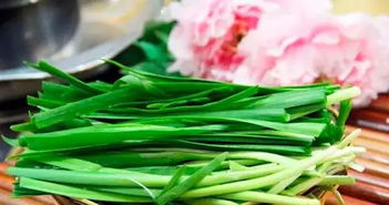 蓝矾韭菜：如何区分蓝矾韭菜与普通韭菜