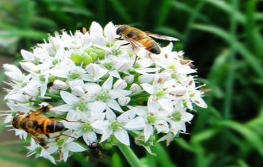 韭菜花到底是用来吃的还是堪的美呢？我咋分不清呀！