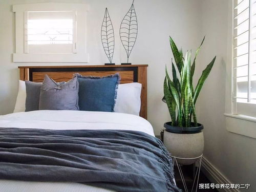 桌面三剑客：空气凤梨、 生石花、十二卷属