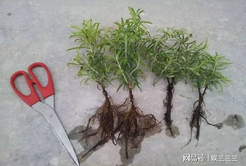 迷迭香扦插繁殖，掌握枝条选择与管理技巧