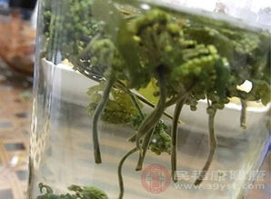 龙血树叶粉的食用方法和注意事项