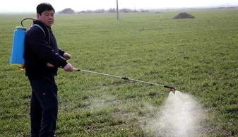 麦子播种后多久Neng喷除草剂？