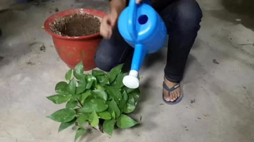 怎么浇花？什么时候浇花最合适