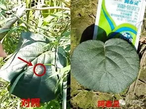 怎么用多菌灵？