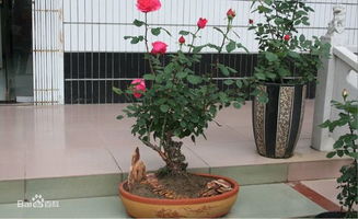 根系的重要性