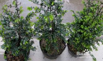 紫檀播种的北方温室之旅