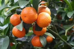 这个季节砂糖橘打什么药Neng控病啊？