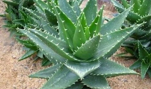 揭秘荧光剂之谜