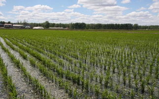 分蘖慢而且少， 繁殖数量也少，适合于家庭或爱好者进行