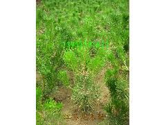 生长习性也不同