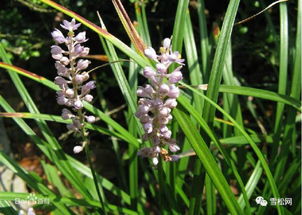 沿阶草：细胞壁特厚实