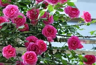 粉红玛祖利卡月季，花开花落，花期几何？