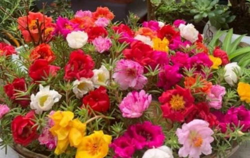 太阳花：手残党的救星！