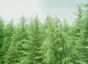 雪松：国家的宝贝，一级保护植物还是二级？