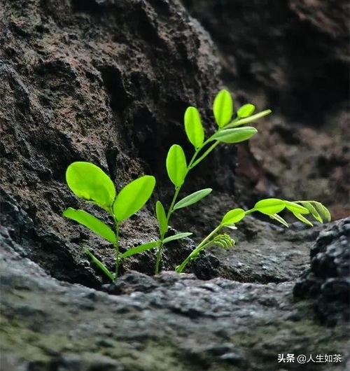 狼尾蕨花语：坚韧不拔