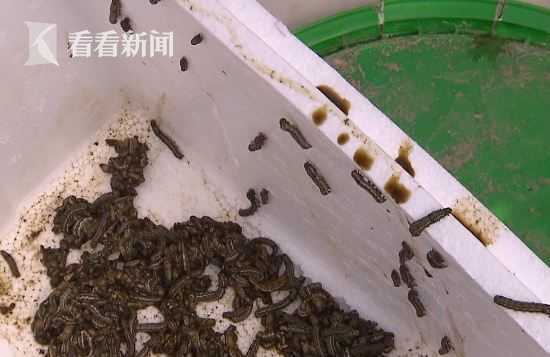 石灰的神奇作用