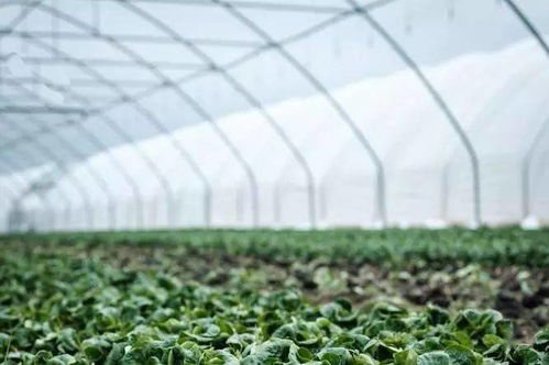 中国农科院数据， 植物种植有门道