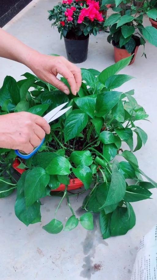 “养花知识天天”怎么让花朵绽放？