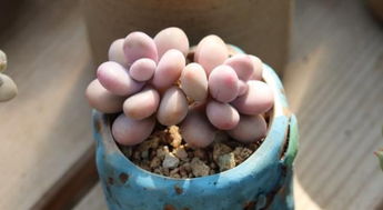 多菌灵泡虎皮兰：消毒杀菌，防病有妙招
