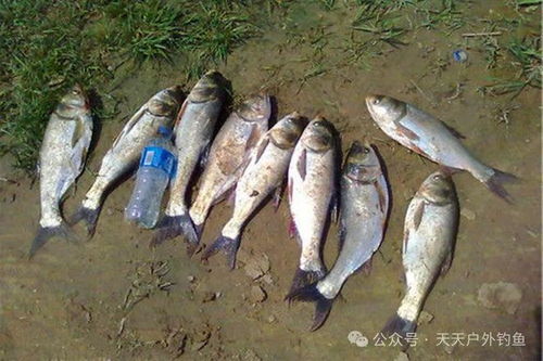 草鱼和鳙鱼因习性相似，常在同一水域生活