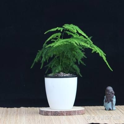文竹盆栽如何浇水？保持土壤湿润是关键吗