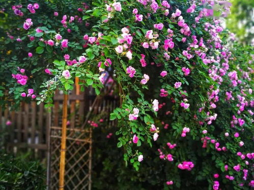 花石榴种子几月种？适合在春末夏初播种