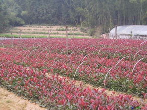 红叶石楠小苗：小巧可爱， 易于养护