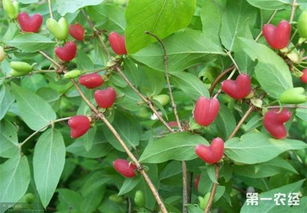 修剪枝叶， 让它通风