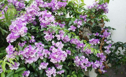 蒜香藤扦插繁殖大揭秘