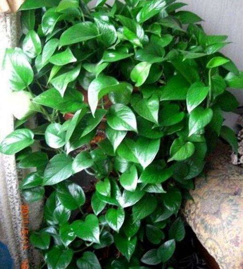 紫藤叶子不够绿的原因探讨